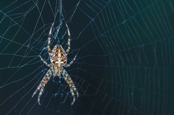 Braun Beängstigend Spinnen Räuber Insekt Auf Einem Hellen Hintergrund Der — Stockfoto