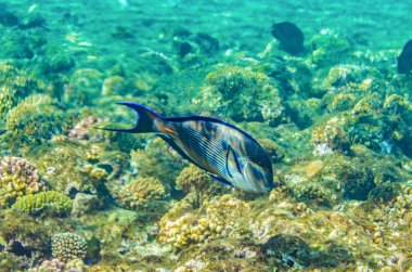 mercan kırmızı deniz altında su, güzel renkli balık çok renkli çeşitli sualtı dünyasının güzel manzarası ile