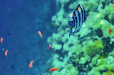 mercan kırmızı deniz altında su, güzel renkli balık çok renkli çeşitli sualtı dünyasının güzel manzarası ile