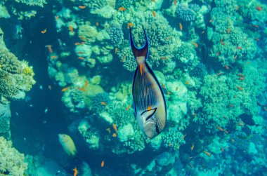 mercan kırmızı deniz altında su, güzel renkli balık çok renkli çeşitli sualtı dünyasının güzel manzarası ile