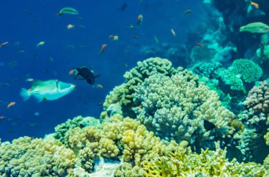 mercan kırmızı deniz altında su, güzel renkli balık çok renkli çeşitli sualtı dünyasının güzel manzarası ile