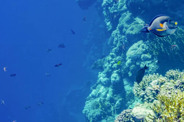 Barriera Corallina Del Mare Rosso Con Bellissimi Pesci Colorati Sott — Foto Stock