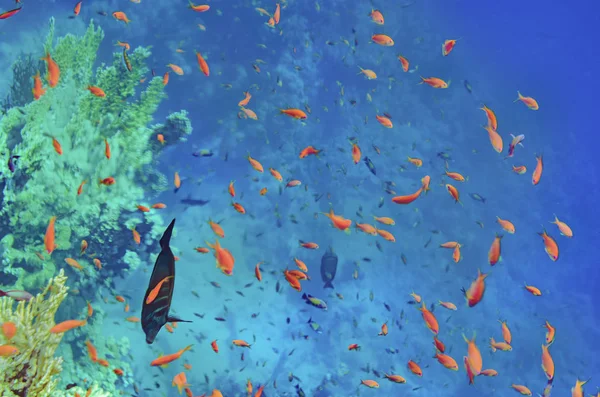 Кораловий Риф Червоного Моря Красивою Барвистою Рибою Під Водою Красивими — стокове фото