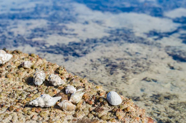 Costa Del Mar Rojo Con Hermosas Piedras Conchas Ellos Día — Foto de Stock