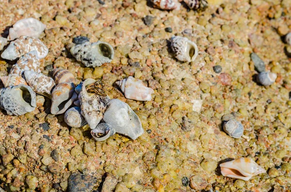 Costa Del Mar Rojo Con Hermosas Piedras Conchas Ellos Día — Foto de Stock