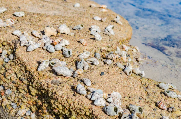 Coast Red Sea Beautiful Stones Shells Them Sunny Day Leads — Stock Photo, Image