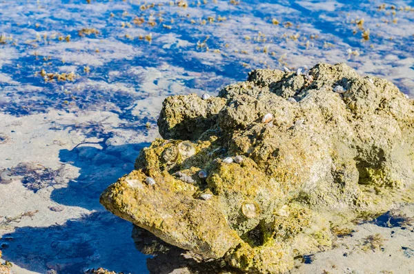 Costa Del Mar Rojo Con Hermosas Piedras Conchas Ellos Día — Foto de Stock