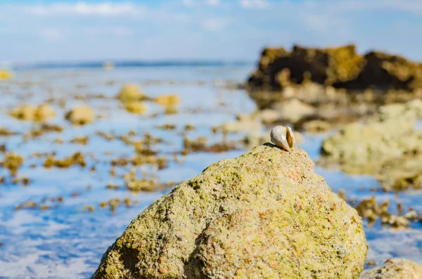 Coast Red Sea Beautiful Stones Shells Them Sunny Day Leads — Stock Photo, Image