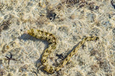 Müren balığı sığ deniz mercan, su altında avı ve güneşli bir günde yüzüyor