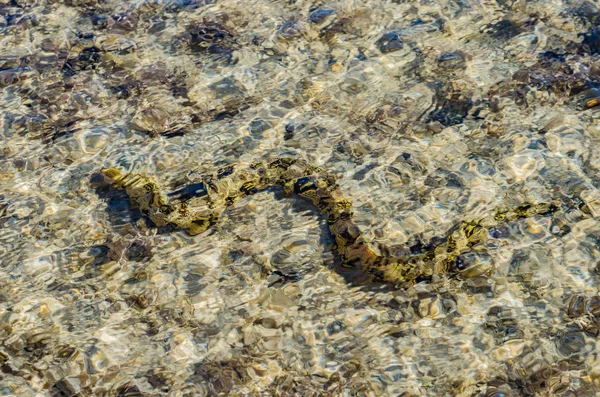 Moray eel under water in shallow sea coral reef, hunts and swims on a Sunny day