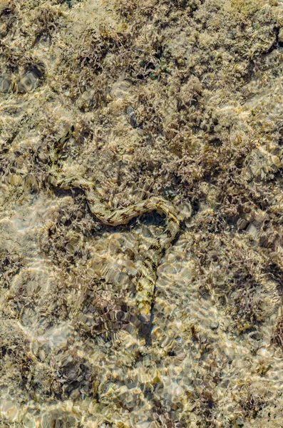 Moray Anguila Bajo Agua Arrecife Coral Marino Poco Profundo Caza — Foto de Stock