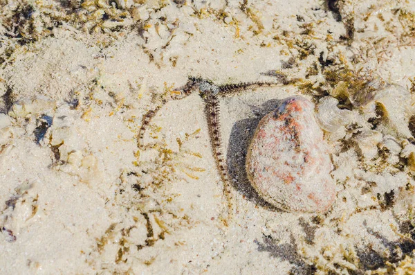 Estrella Mar Las Aguas Poco Profundas Del Arrecife Coral Durante — Foto de Stock