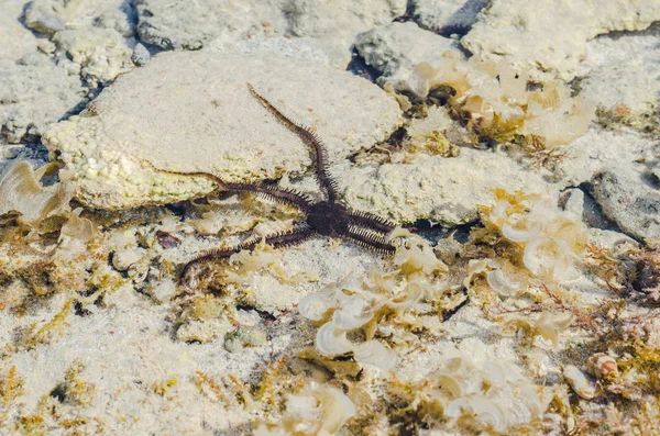Starfish Nas Águas Rasas Recife Coral Durante Maré Baixa Mar — Fotografia de Stock