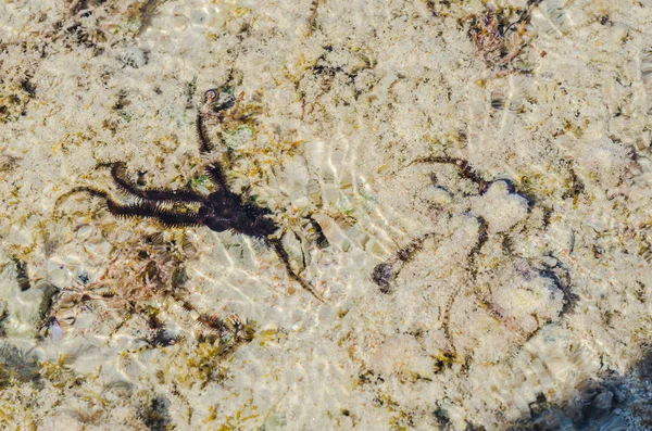 Estrella Mar Las Aguas Poco Profundas Del Arrecife Coral Durante — Foto de Stock