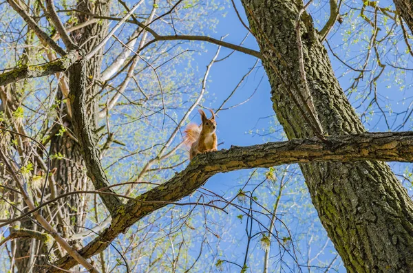 Ardilla Roja Sienta Árbol Con Una Cola Orejas Esponjosas Hermoso — Foto de Stock