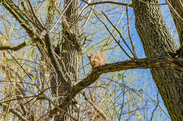 赤いリスはふわふわの尾と耳を持つ木の上に座って 晴れた美しい日 — ストック写真