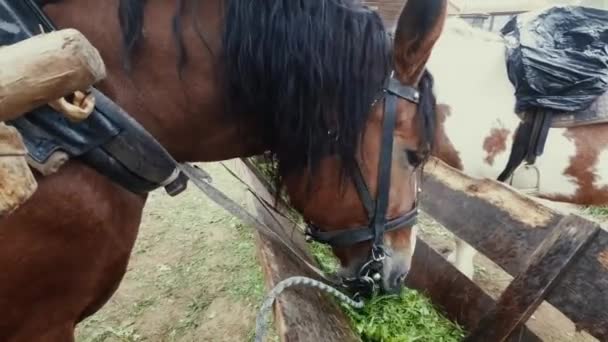 在阴天 一匹漂亮的马喜欢吃木制水槽里的草 — 图库视频影像