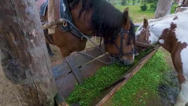 Güzel Kahverengi Siyah Beyaz Atlar Iştahlı Çiftlikte Bulutlu Havada Yemlerden — Stok video