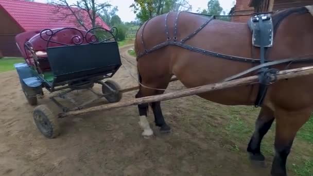 Beau Cheval Brun Attelé Une Charrette Avec Des Roues Debout — Video