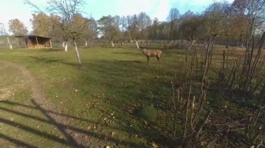 Geniş boynuzlu, kahverengi renkli güzel bir geyik kuşhanede güneşli bir günde yürüyor.
