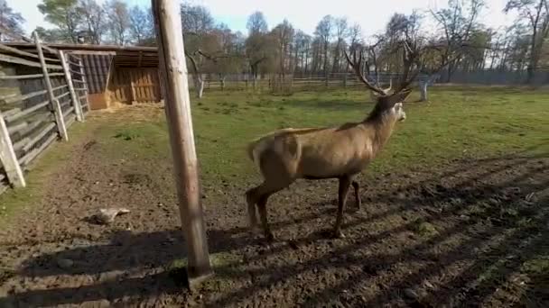 一只长着大角的美丽的小鹿 棕色的小鹿在一个阳光明媚的日子在鸟笼里散步 — 图库视频影像