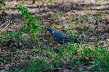 Renkli tüyleri olan güzel bir güvercin ormanda yürüyor, yiyecek arıyor ve keyifli bir şekilde yemek yiyor.