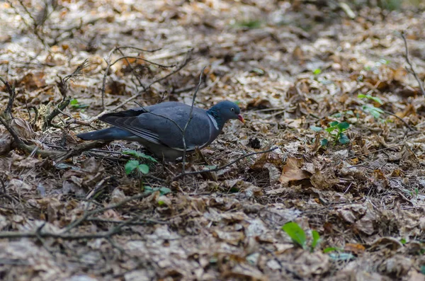 Una Hermosa Paloma Salvaje Con Plumas Coloridas Camina Por Bosque — Foto de Stock