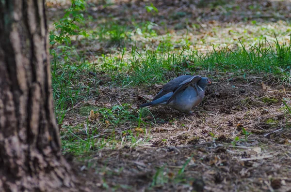 깃털이 아름다운 비둘기가 거닐면서 기분좋은 음식을 먹는다 — 스톡 사진