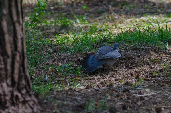 Beau Pigeon Sauvage Avec Des Plumes Colorées Marche Dans Forêt — Photo