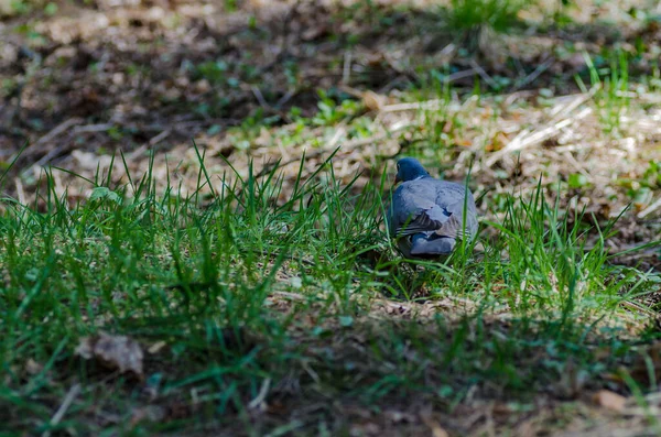 Renkli Tüyleri Olan Güzel Bir Güvercin Ormanda Yürüyor Yiyecek Arıyor — Stok fotoğraf