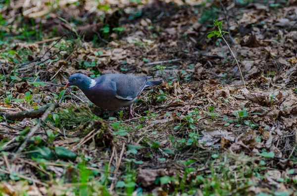 Beautiful Wild Pigeon Colorful Feathers Walks Forest Looking Food Eating — Stock Photo, Image