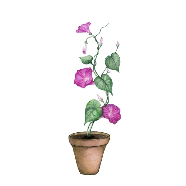 Watercolor Morning Glory Pot — Stock Photo, Image