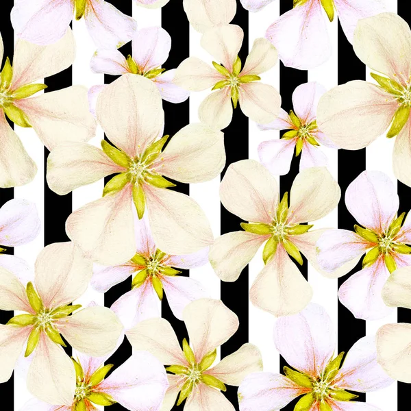 Seamless Pattern Hand Drawn Apple Flowers Stripes — Stock Photo, Image