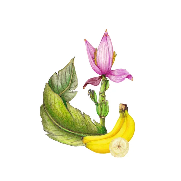 Isolerade Realistisk Illustration Bananer — Stockfoto