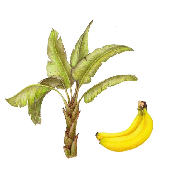 Изолированная Ботаническая Иллюстрация Бананов — стоковое фото