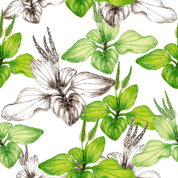 Ręcznie Rysowane Botaniczny Bezszwowy Wzór Babki — Zdjęcie stockowe