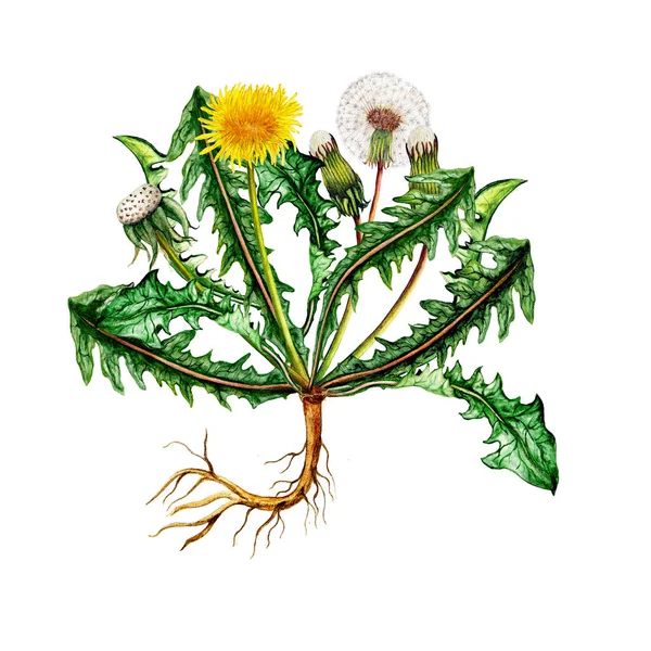 Isolerad Botanisk Illustration Akvarell Maskros — Stockfoto