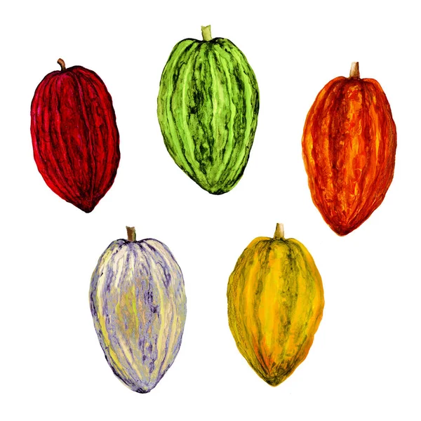 Изолированная Ботаническая Иллюстрация Какао Какао Акварелью Какао Ручной Работы — стоковое фото