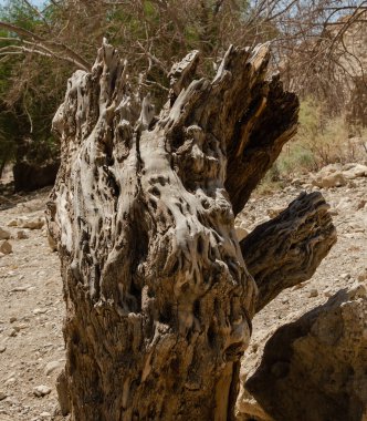 İsrail 'de Gedi Doğa Koruma Alanı