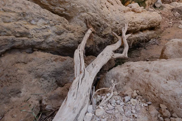 Canyon Fiume Primavera Torrente Tutte Altre Stagioni Alimentato Dalla Sorgente — Foto Stock