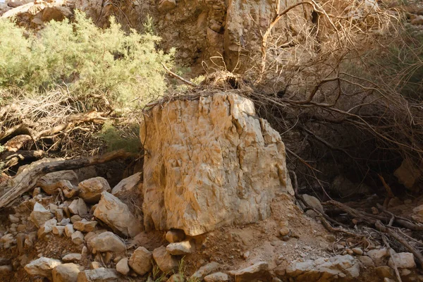 Canyon Fiume Primavera Torrente Tutte Altre Stagioni Alimentato Dalla Sorgente — Foto Stock