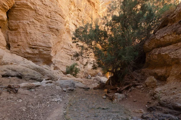 Bir Nehir Kanyonu Ilkbaharda Diğer Mevsimlerde Ölü Deniz Kıyısındaki Bokek — Stok fotoğraf