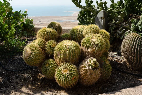 Kibbutz 'un kalbinde muhteşem bir botanik bahçesi var. 1953' te ekilmiş ve 900 'den fazla bitki türüne ev sahipliği yapıyor..