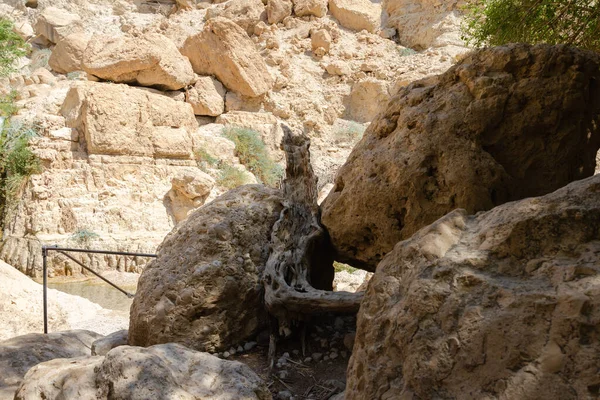 Reserva Natural Gedi Israel — Foto de Stock