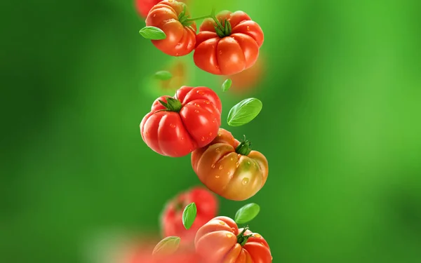 Tomates Folhas Que Caem — Fotografia de Stock