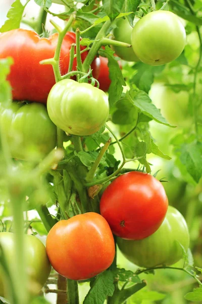 Tomates Vermelhos Maduros Ramo Jardim — Fotografia de Stock