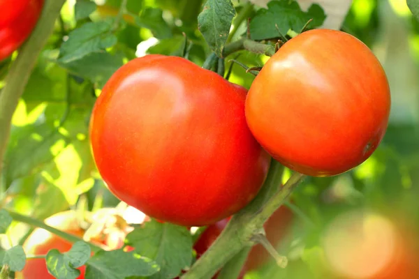 Tomates Vermelhos Maduros Ramo Jardim — Fotografia de Stock