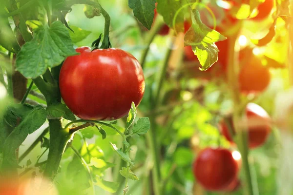 Pomodori Rossi Maturi Sul Ramo Giardino — Foto Stock