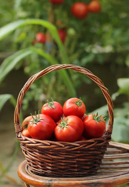 Cesta Tomate Fresco Vermelho Jardim — Fotografia de Stock