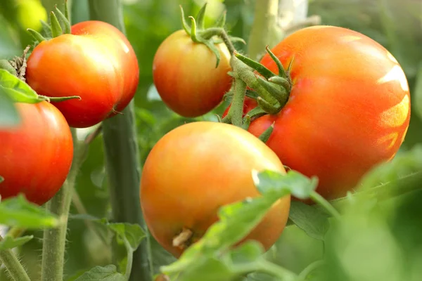 Tomates Vermelhos Maduros Ramo Jardim — Fotografia de Stock